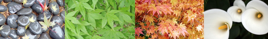stones, Japanese maple, and flowers